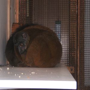White-collared Lemur (female)