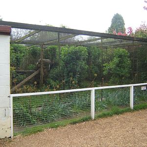 View of Snow Leopard enclosure