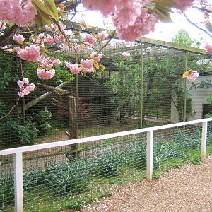 View of Snow Leopard enclosure