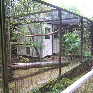 Hooded Vulture Aviary