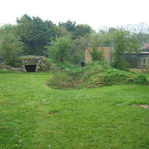 View of Amur Tiger enclosure