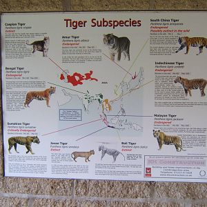 View of Tiger signage