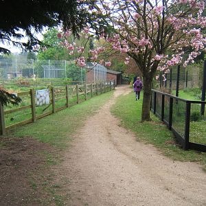 View Lemur enclosure on right/African Lion enclosure on left