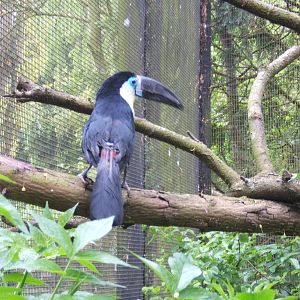 Channel-billed Toucan