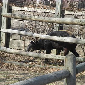 Yellow-backed Duiker