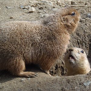 Prairie Dogs