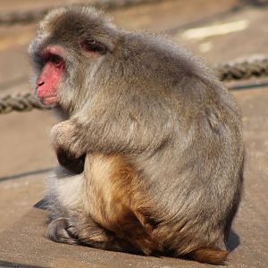 Japanese monkey