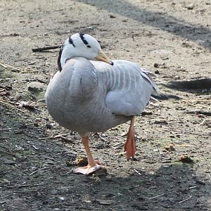 Bar-headed goose