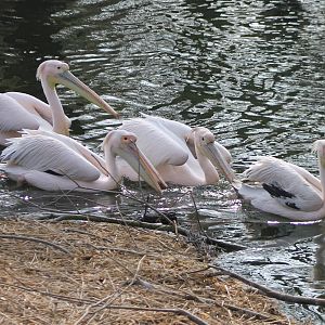 Great white pelicans