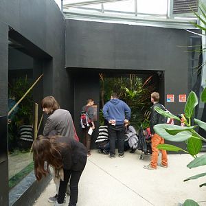 Rainforest House; Madagascar terraria