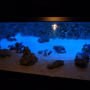 Shark aquarium