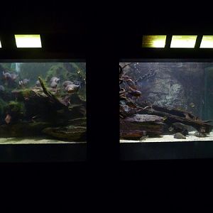 South American freshwater tanks