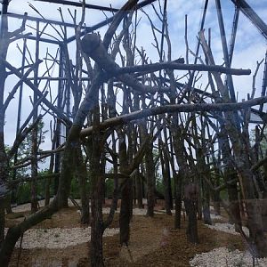 Madagascar; Sifaka enclosure