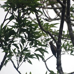 Hoffmann's Woodpecker in San Jose, 12/04/14