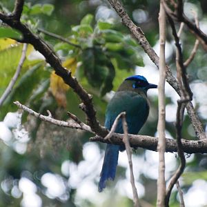 Blue-crowned Motmot in San Jose, 12/04/14