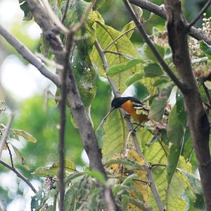 Baltimore Oriole in San Jose, 12/04/14