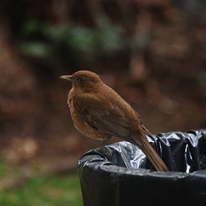 Clay-coloured Robin in San Jose, 12/04/14