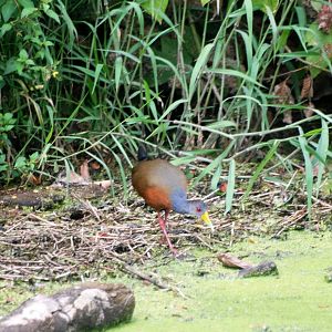 Grey-necked Wood Rail in San Jose, 12/04/14