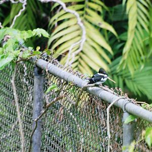 Green Kingfisher in San Jose, 12/04/14