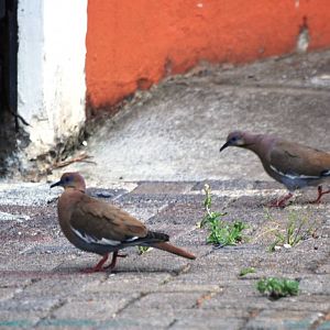 White-winged Doves in San Jose, 12/04/14