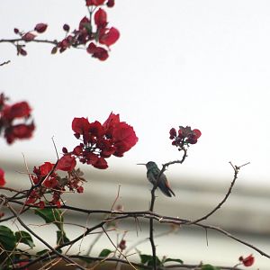 Rufous-tailed Hummingbird in San Jose, 12/04/14