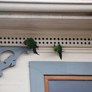 Crimson-fronted Conures in San Jose, 12/04/14