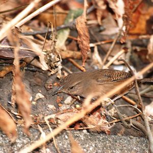 House Wren in San Jose, 12/04/14