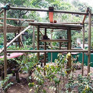 Coati Enclosure at Zoo Simon Bolivar, 12/04/14