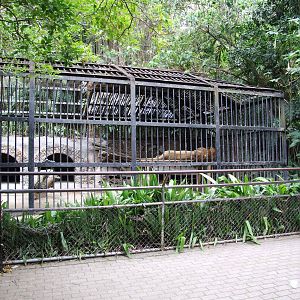 African Lion Enclosure at Zoo Simon Bolivar, 12/04/14