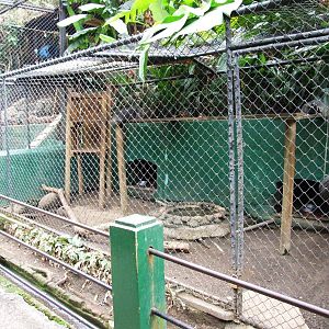 Raccoon Enclosure at Zoo Simon Bolivar, 12/04/14
