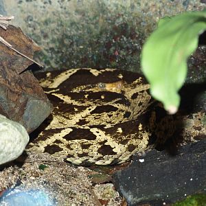 Fer-de-Lance at Zoo Simon Bolivar, 12/04/14