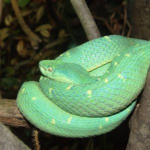 Side-striped Pit Viper at Zoo Simon Bolivar, 12/04/14