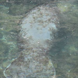 Manatee