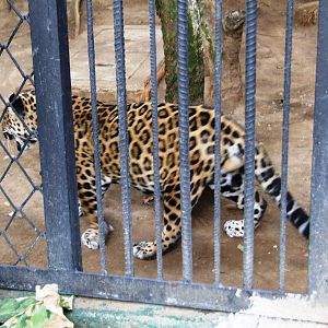 Jaguar at Zoo Simon Bolivar, 12/04/14