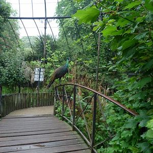 Great aviary interior
