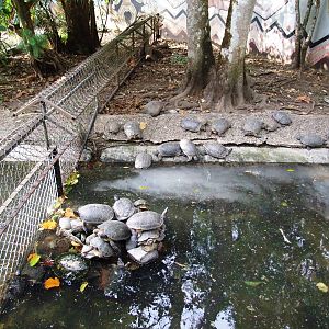 Turtle Pool at Zoo Simon Bolivar, 12/04/14