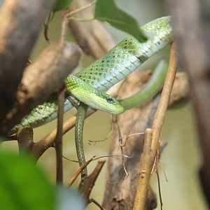 Green bush ratsnake (Gonyosoma prasinum)