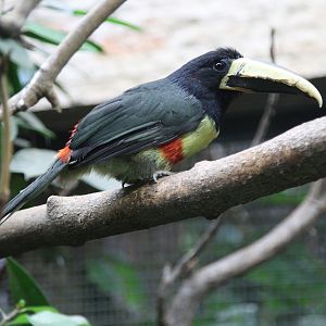 Black-necked Aracari (Pteroglossus aracari)