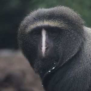 Owl-faced Monkey (Cercopithecus hamlyni)