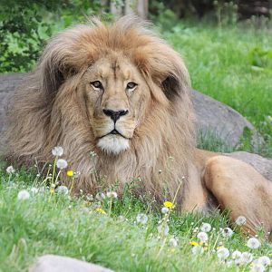Southwest African Lion (Panthera leo bleyenberghii)