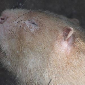 large bamboo rat (Rhizomys sumatrensis)