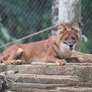 dhole (Cuon alpinus)