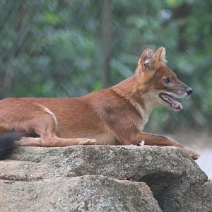 dhole (Cuon alpinus)