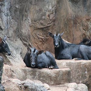 southern serows (Capricornis sumatraensis)