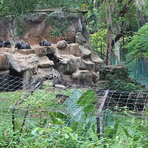 southern serows (Capricornis sumatraensis)