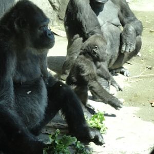 Three Generations: Zakula, Ivan, and Moka