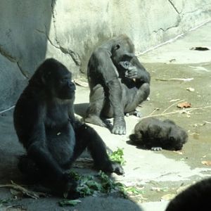 Three Generations: Zakula, Ivan, and Moka