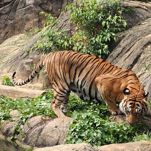 Malayan tiger (Panthera tigris jacksoni)