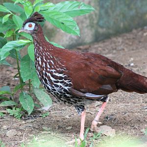 female crested fireback (Lophura ignita)