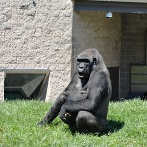 Ibo Surprised to See Me So Close